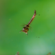 Illustration for article titled 18 Creepy, Crawly Photos Of Insects